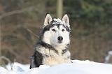 SIBERIAN HUSKY 198
